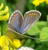 Plebejus argyrognomon